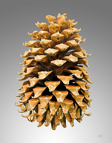 Conifer cone